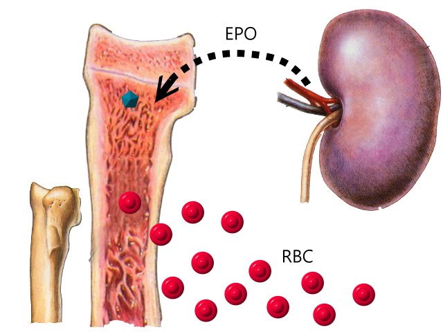 EPO