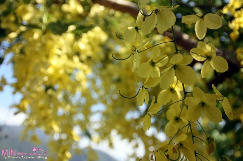 PhotoCap_054.jpg