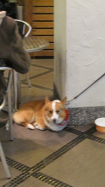 30_店狗.JPG
