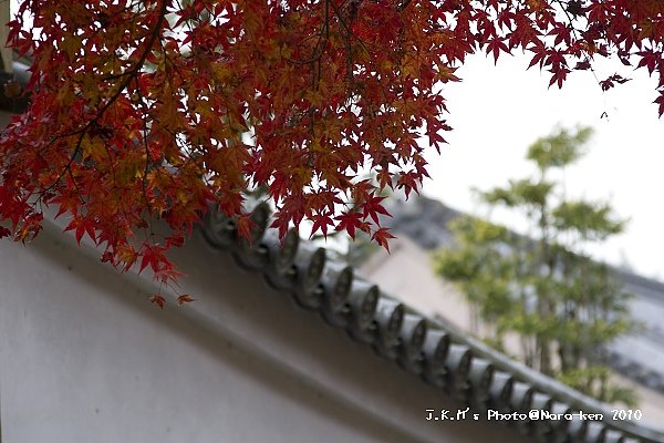 奈良公園