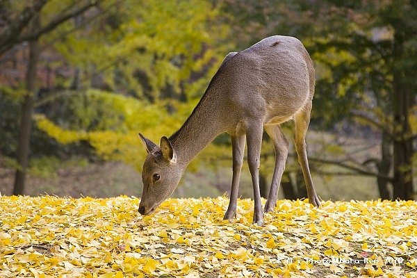 奈良公園