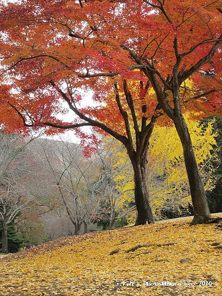 奈良公園