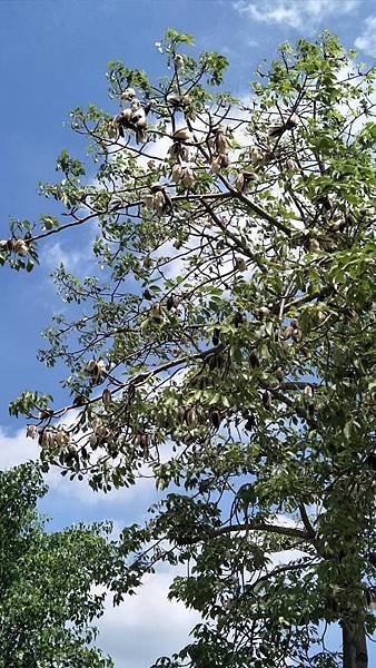 107.5.18彰化溪洲公園