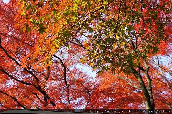 DSC07288 東福寺.JPG