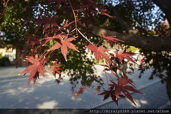 DSC07314 東福寺.JPG