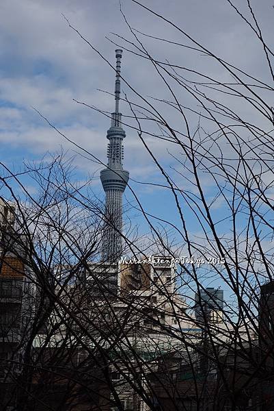 DSC08267.JPG