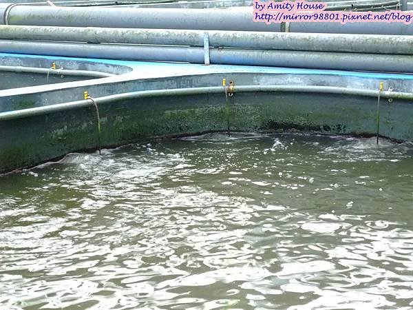 1010830 金車生技水產養殖研發中心　宜蘭礁溪金車履歷鮮蝦養殖場28