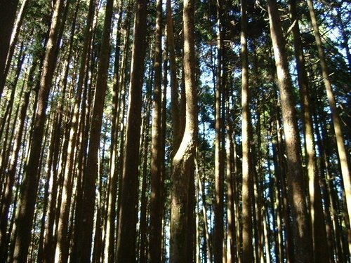 980128-29阿里山19.jpg