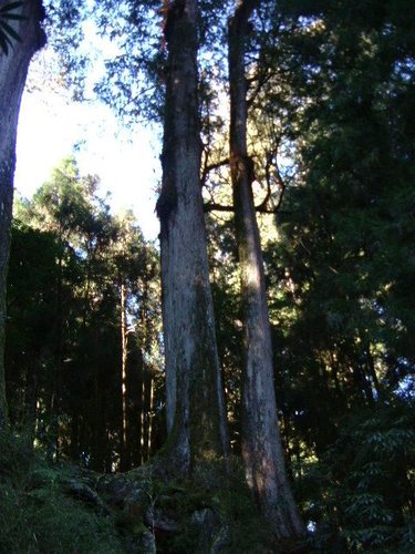 980128-29阿里山22.jpg