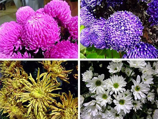 blog 花博　圓山　爭艷館　花舞未來　多花菊15.jpg