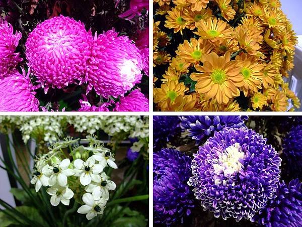 blog 花博　圓山　爭艷館　花舞未來　多花菊17.jpg