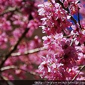 DSC07114.jpg