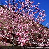 DSC07113.jpg