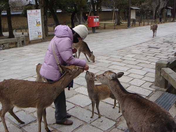 媽媽餵小小鹿