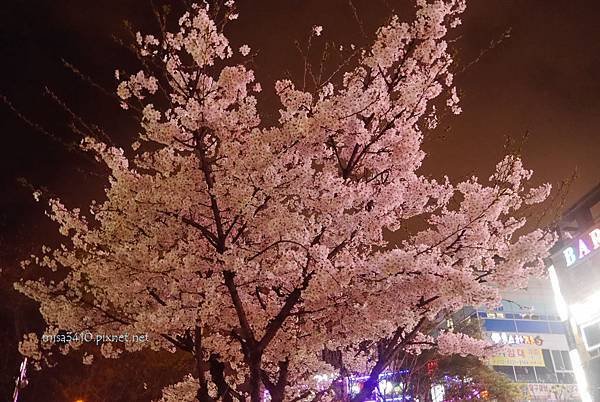 P1040306_1.jpg
