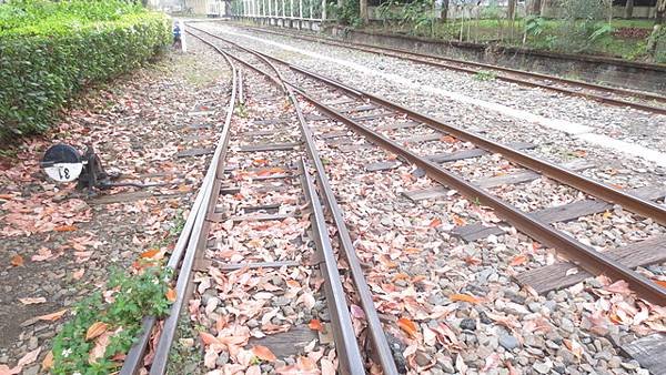 阿里山鐵路車庫園區一遊