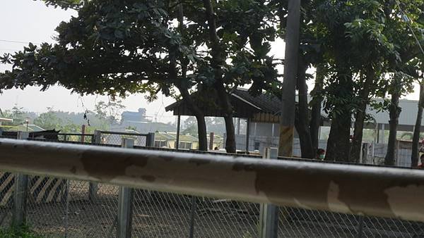 橋頭糖廠五分車一遊 .jpg