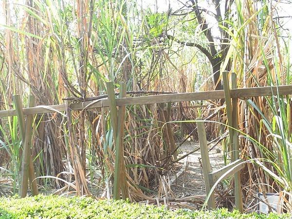 橋頭糖廠(21).jpg