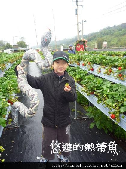 圖片11