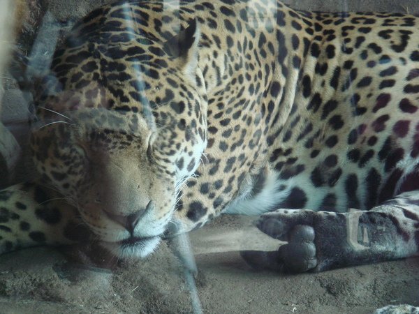 Jaguar