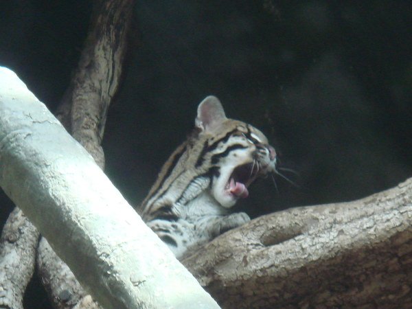 Ocelot Yawns