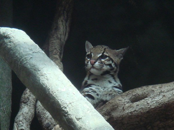 Ocelot