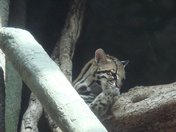 Ocelot