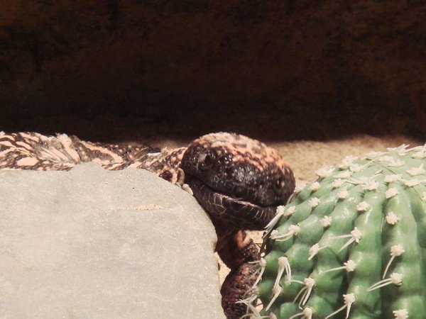 Gila Monster