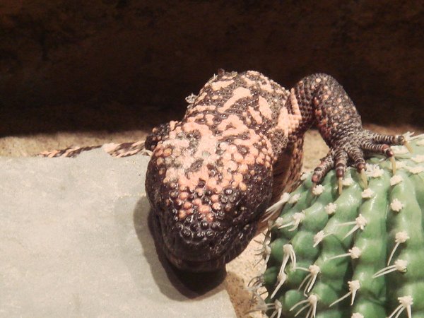 Gila Monster