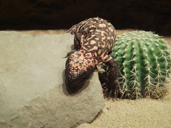 Gila Monster