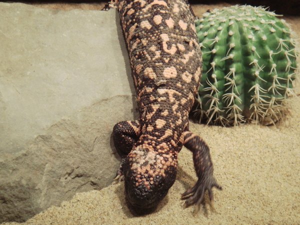 Gila Monster