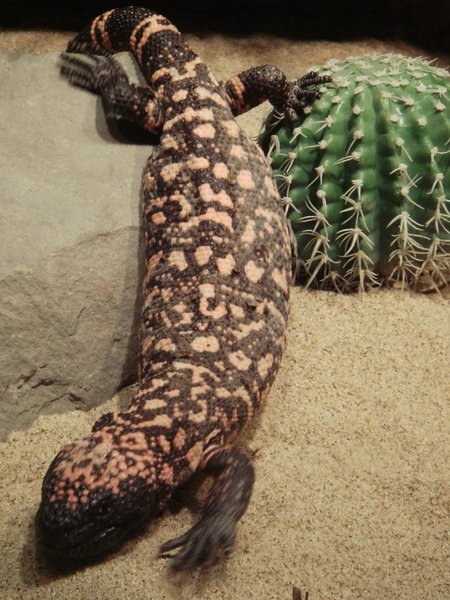 Gila Monster