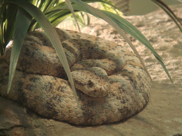 Speckled Rattlesnake