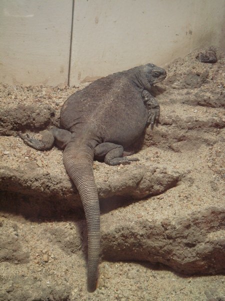 Chuckwalla