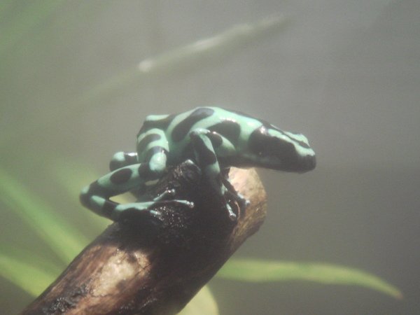 Green &amp; Black poison dart frog