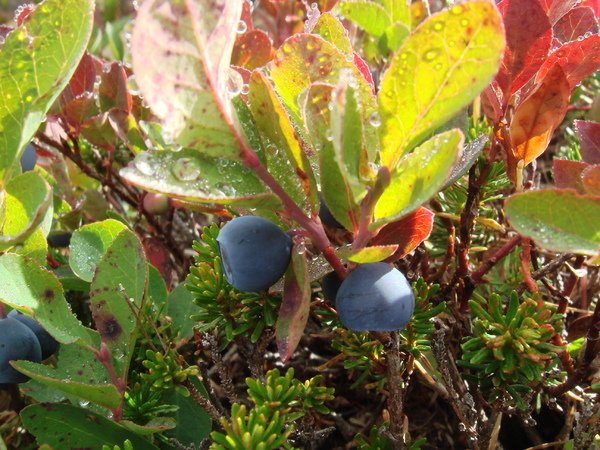 blueberries!!!