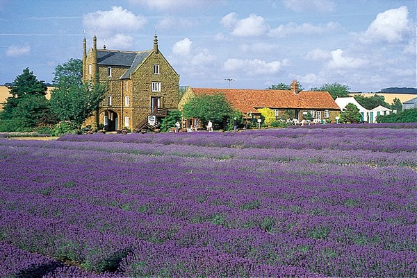 N Lavender 07.jpg