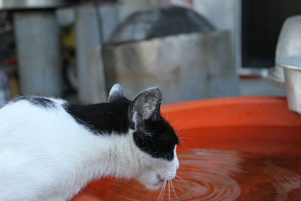 飲水