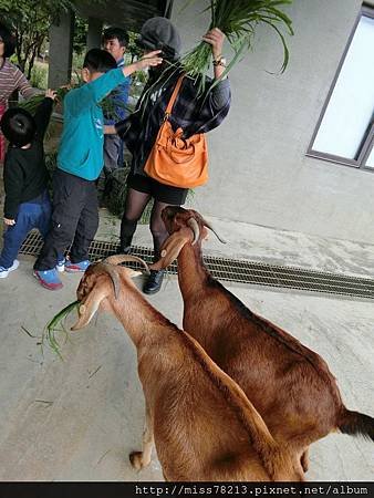 台東好玩新景點分享台東美食台東原生應用植物園鐵花村音樂聚落藍蜻蜓炸雞阿鋐炸雞台東3天兩夜行程推薦