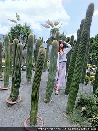 彰化田尾農村仙人掌園