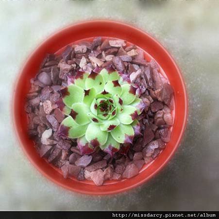 Sempervivum Mrs Giuseppe