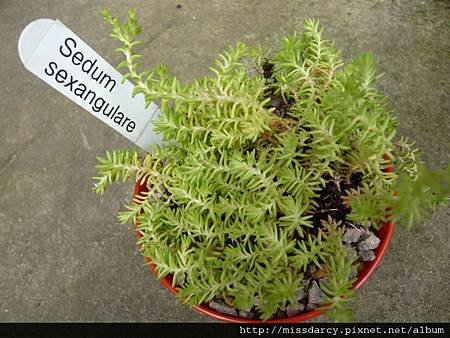 Sedum Sexangulare 20120617.JPG