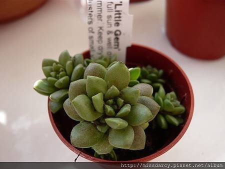 Sedum Little Gem 20120711-1.JPG