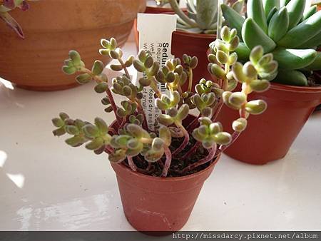 Sedum Stahli 玉葉 0711-2.JPG