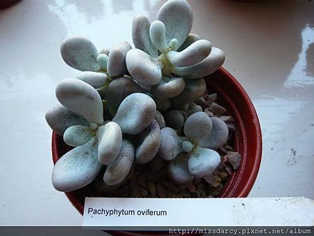 Pachyphytum oviferum 20120711-2.JPG