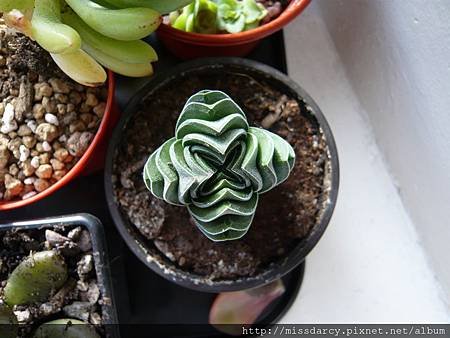 Crassula Budda&apos;s Temple 20120711.JPG