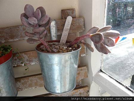 Graptopetalum Amethystina 紅月美人 20120711.JPG