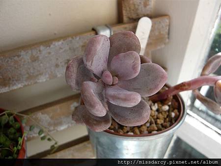 Graptopetalum Amethystina 紅月美人 20120711-1.JPG