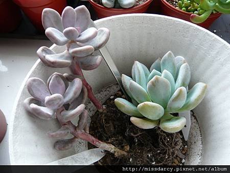 Graptopetalum Amethystina 紅月美人 20120714重新種.JPG