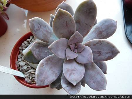 Graptopetalum pentandrum subsp. superbum 20120711.JPG